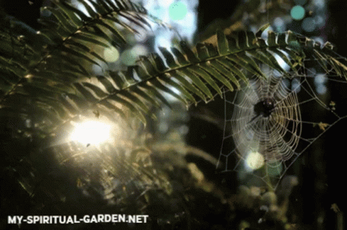 Nature Spiderweb GIF - Nature Spiderweb GIFs