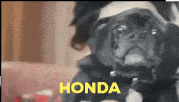 a black pug dog with the word honda in yellow letters
