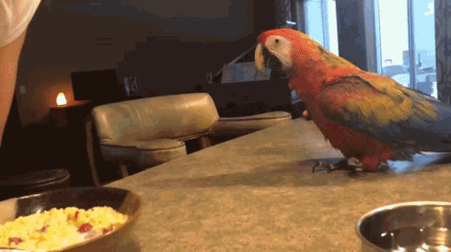 Preparing And Bringing Home Your New Bird GIF - Preparing And Bringing Home Your New Bird GIFs