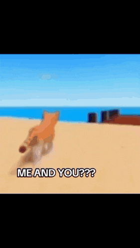 a cat is running on a beach with the words me and you