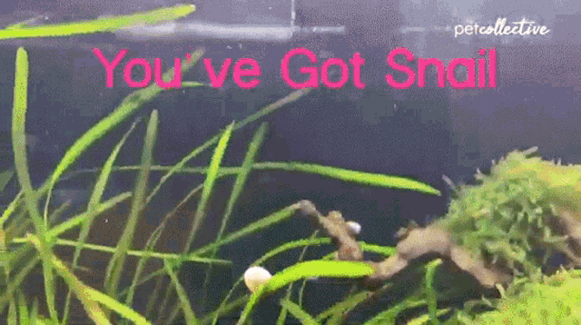 Youve Got Snail Floating Nail GIF - Youve Got Snail Floating Nail Watching GIFs