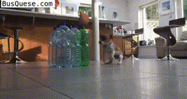 a bunch of plastic bottles are on the floor and the website busquese.com is on the bottom right