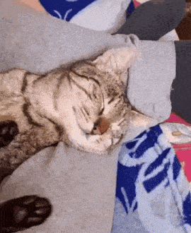 a cat is sleeping on a blanket on a bed .