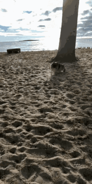 a dog walking on a sandy beach near a tree