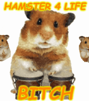 a hamster playing drums with the words hamster 4 life bitch