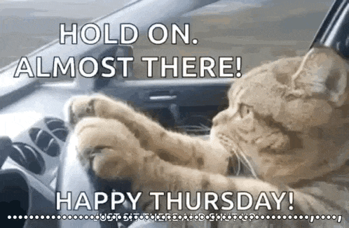 a cat is driving a car and saying `` hold on almost there ! ''