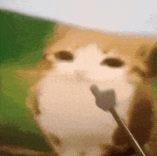 a close up of a cat 's face with a fork in its mouth
