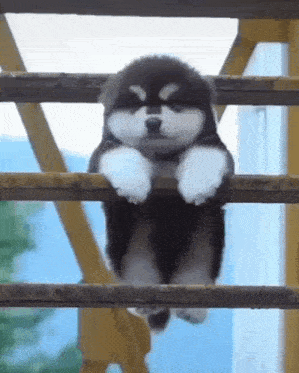 a small black and white puppy is hanging on a railing .