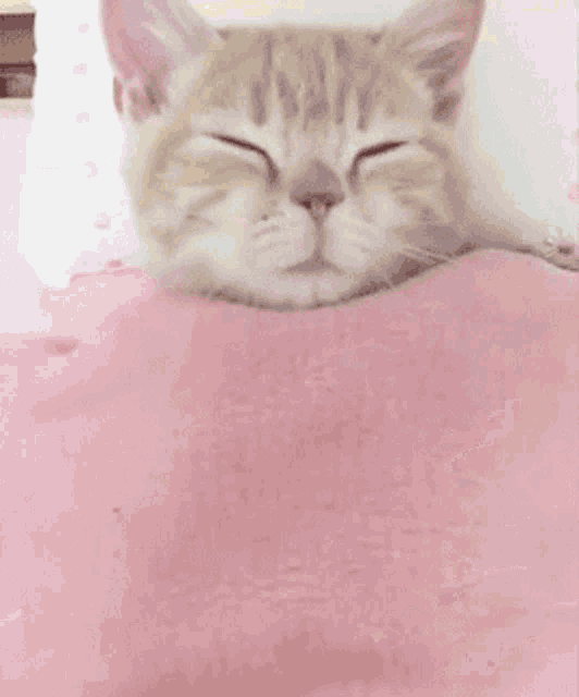 Cat Cute GIF - Cat Cute Pink GIFs