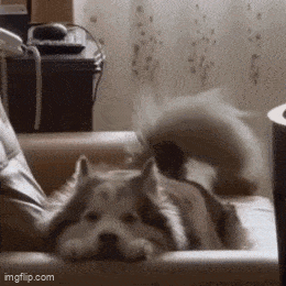 a husky dog is laying on a couch and looking at the camera