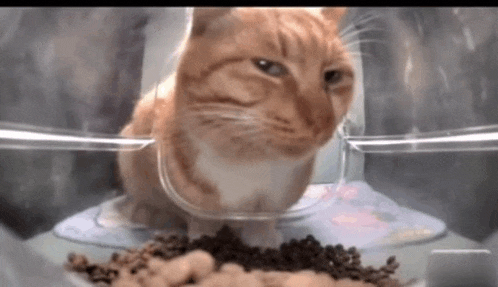 a cat is eating food from a bowl .