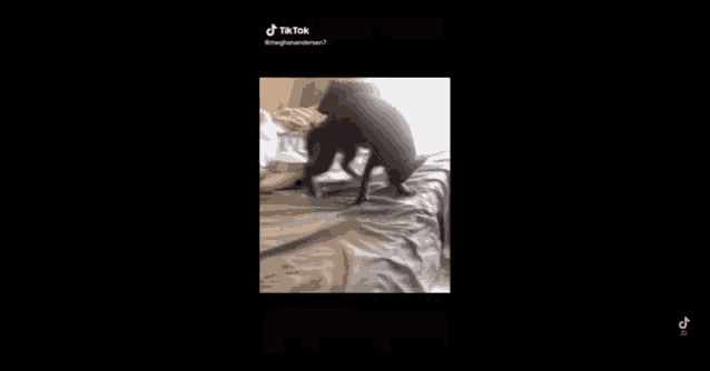 a dog is standing on a bed in a video .