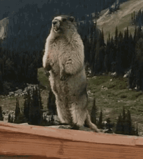 Marmot Charly GIF - Marmot Charly Marmot Call GIFs