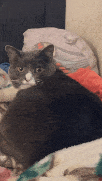 a grey and white cat is laying on a bed
