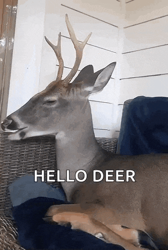 a deer laying on a couch with the words hello deer written on the bottom