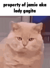 a cat with a caption that says `` property of jamie aka lady gagata ''