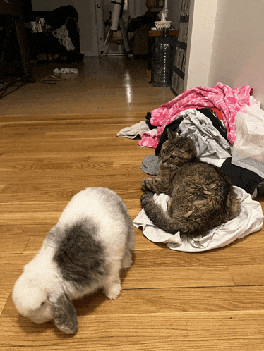 two cats laying on a pile of clothes on a wooden floor