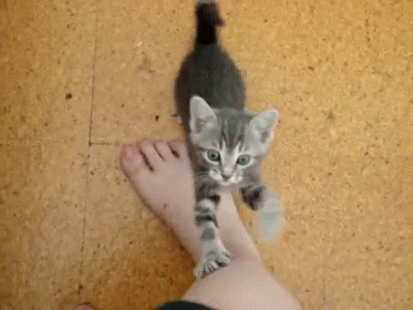 Plz GIF - Cats Kittens Begging GIFs