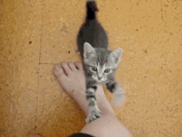 a kitten laying on a person 's foot looking at the camera