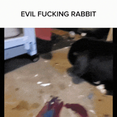 a picture of a rabbit with the words " evil fucking rabbit " below it