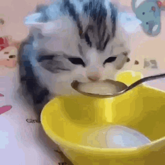 Cat Kitten GIF - Cat Kitten Sip GIFs
