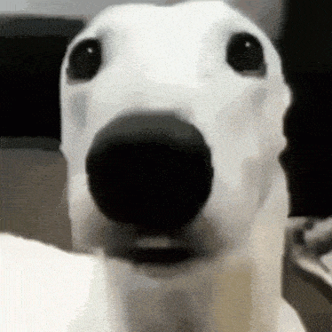 Scared Dog Scared White Dog GIF - Scared Dog Scared White Dog Shivering Dog GIFs