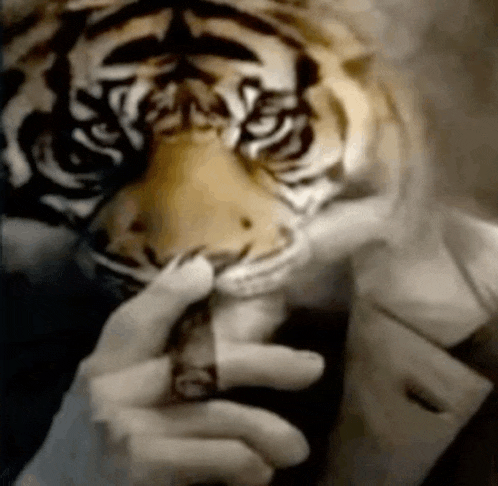 a close up of a person holding a tiger head