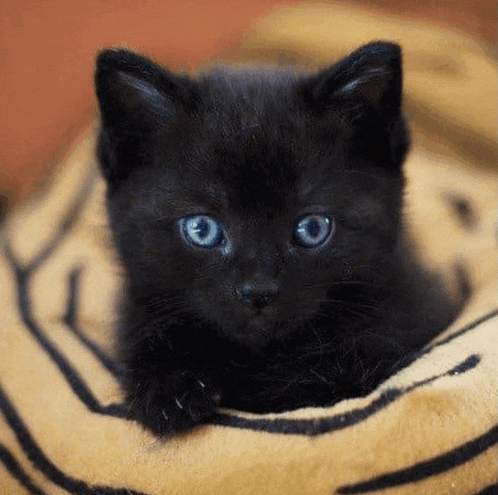 a black kitten with blue eyes is sitting on a yellow blanket .