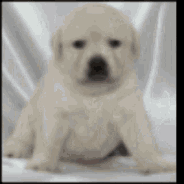 Pet Puppy GIF - Pet Puppy Funny Dog GIFs