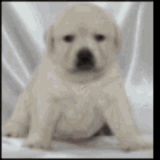 a blurred picture of a puppy sitting in a plastic bag
