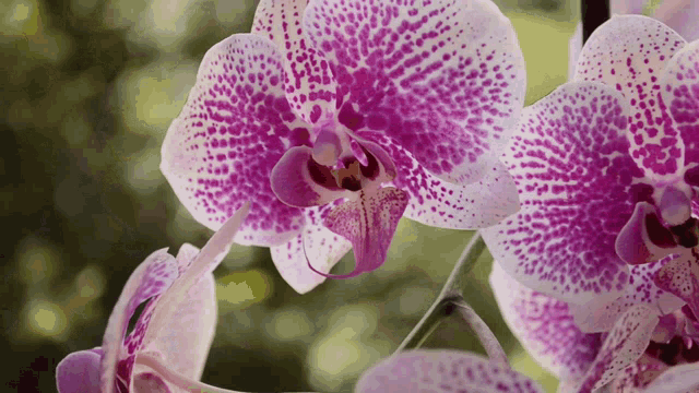 Orchideen Flower GIF - Orchideen Flower Pretty GIFs