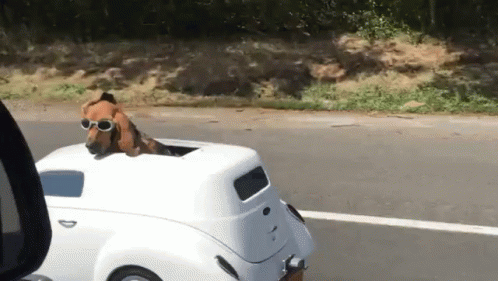 Dog Car GIF - Car Dog Drive GIFs