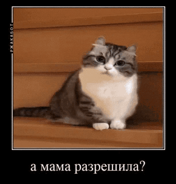 a cat is sitting on a set of stairs with the caption " a mama разрешила " on the bottom
