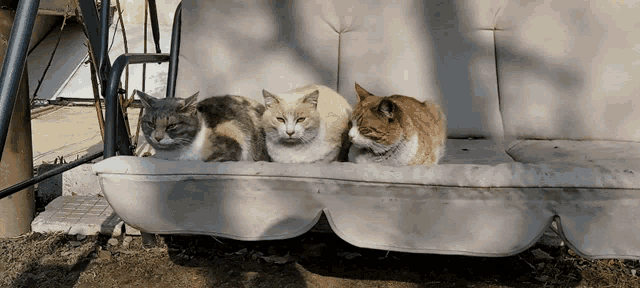 three cats are sitting on a swing and one is a calico