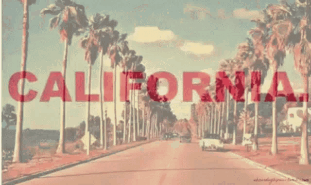 a picture of palm trees with the word california written on it