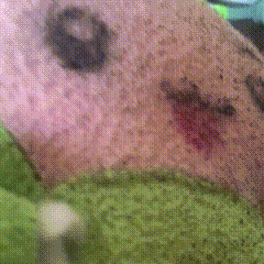 a close up of a dog 's face with a green blanket in the background