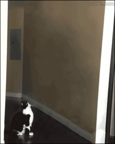 5 GIF - Cat Ufo Abducted GIFs