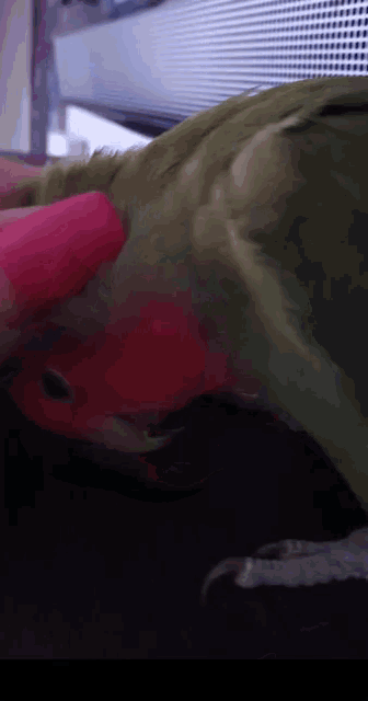 Parrot Touched GIF - Parrot Touched Cute GIFs