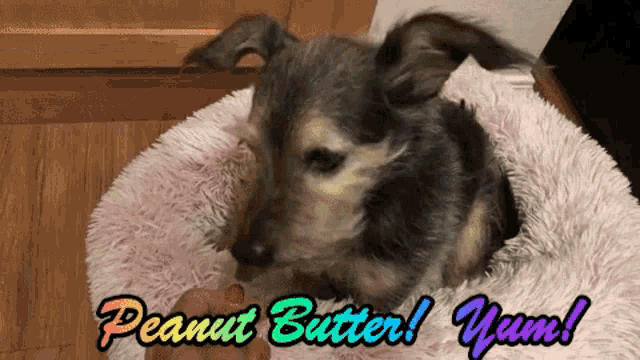 Dog Peanut Butter GIF - Dog Peanut Butter Yum GIFs
