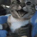 Happy Catto Cats GIF - Happy Catto Cats GIFs