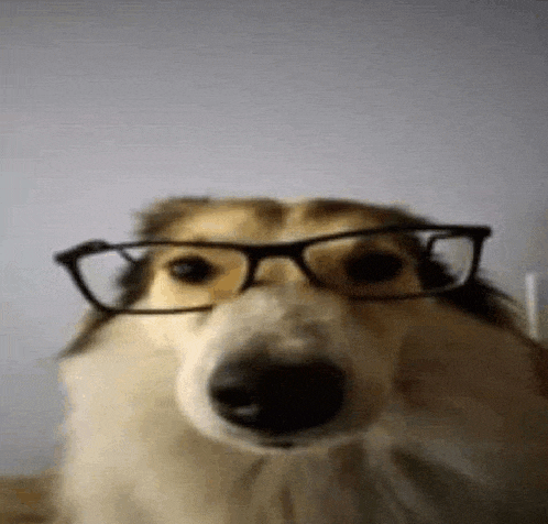a close up of a dog wearing glasses on its face .