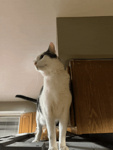 a black and white cat is standing on a shelf