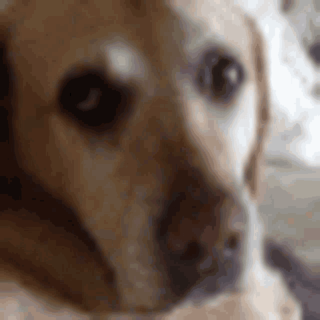 a close up of a brown dog 's face looking at the camera .