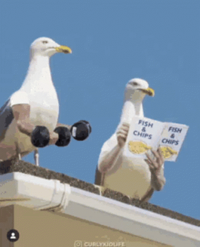 seagulls-aggressive.gif