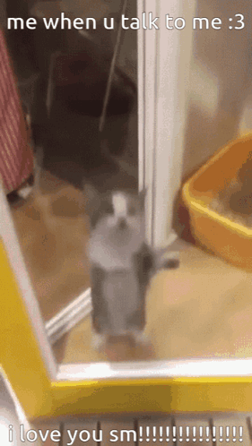 Ily Silly Cat GIF - Ily Silly Cat GIFs