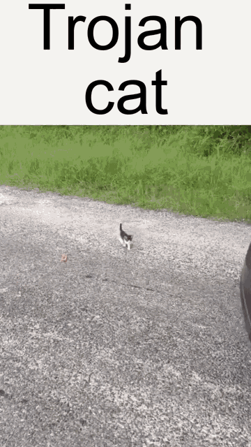 Trojan Cat Cat Ambush GIF - Trojan Cat Cat Ambush Swarm Of Cats GIFs