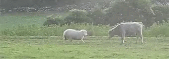 Boop Sheep GIF - Boop Sheep Cow GIFs