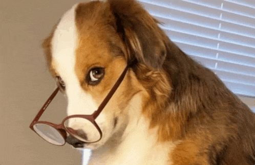 a brown and white dog wearing a pair of glasses on his nose