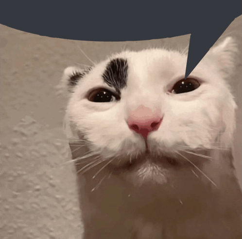 Fucked Up Cat Meme GIF - Fucked Up Cat Meme Speech Bubble GIFs