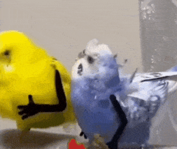 two parakeets , one yellow and one blue , are dancing together .